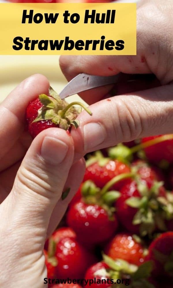 How to Hull Strawberries Strawberry Plants