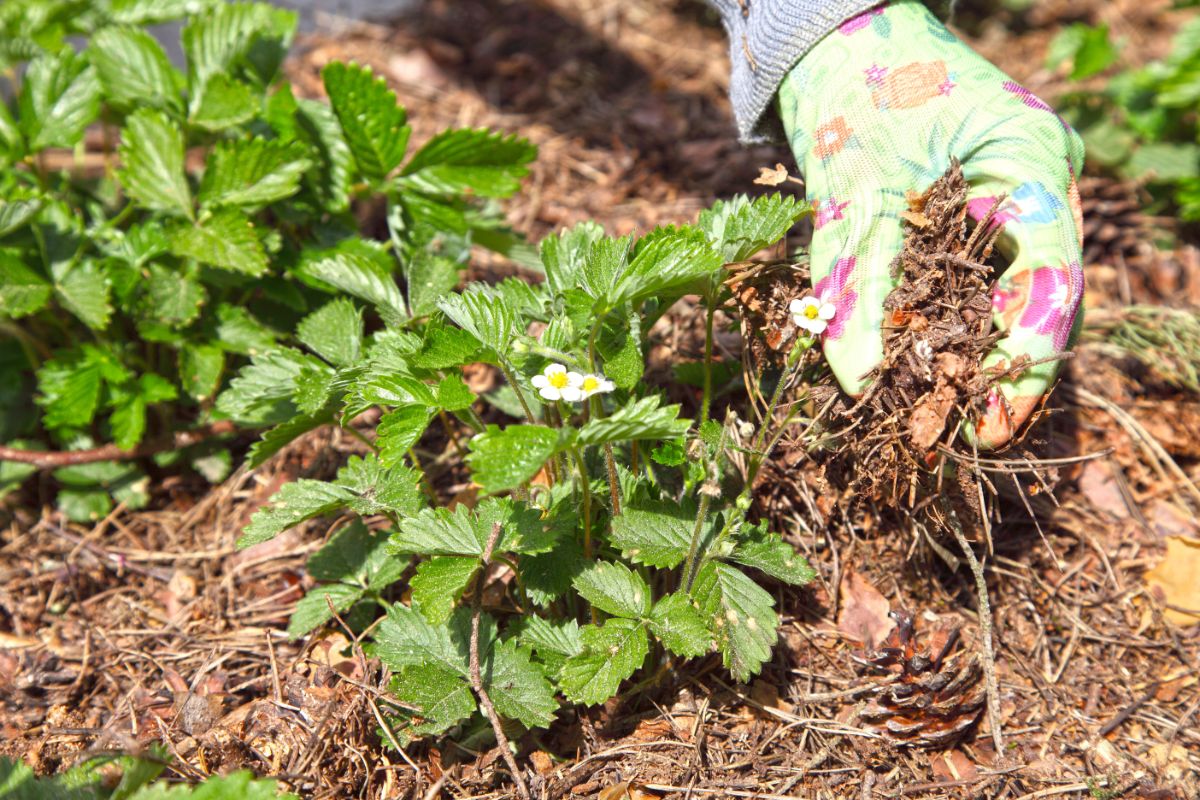 Gardener with glove mulching strawberry plants