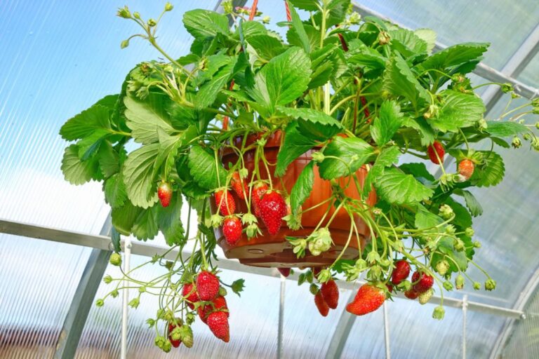 How to Plant and Grow Strawberries in Hanging Baskets