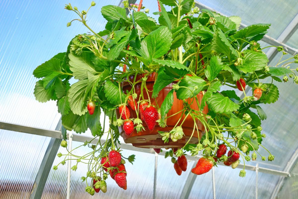 Hanging basket full of strawberry plant with ripe fruits