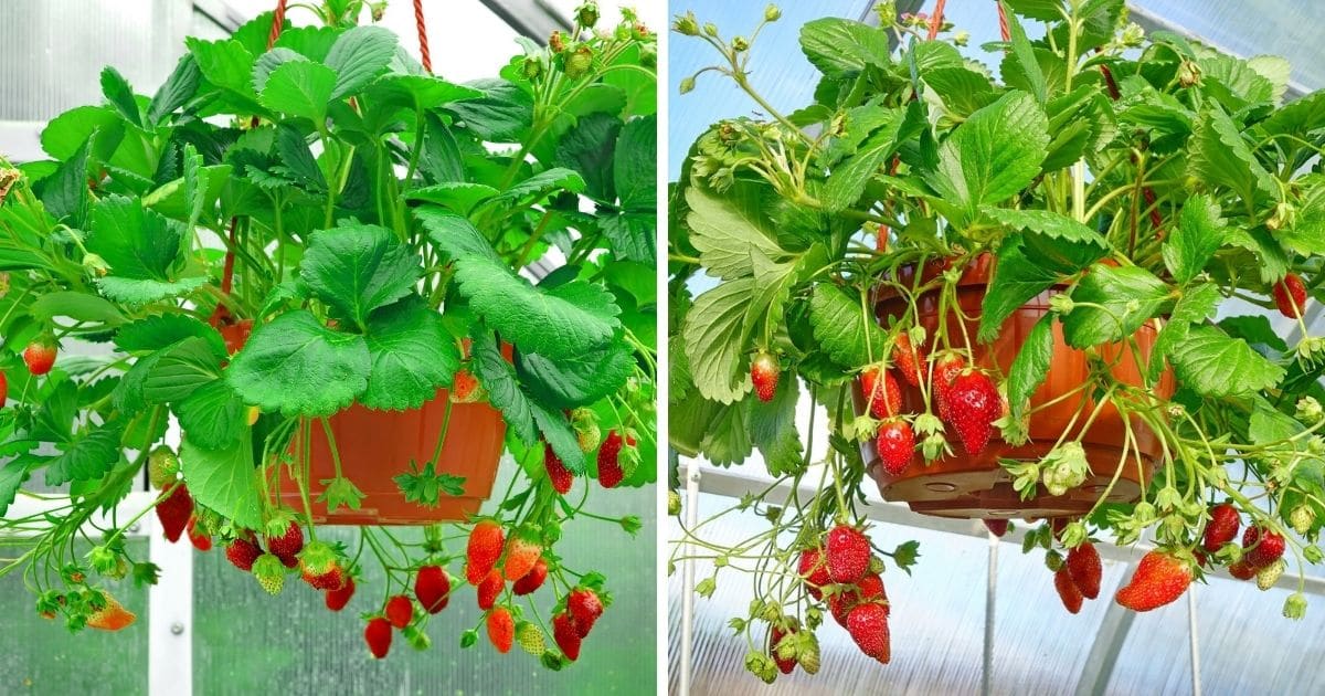 How To Plant And Grow Strawberries In Hanging Baskets