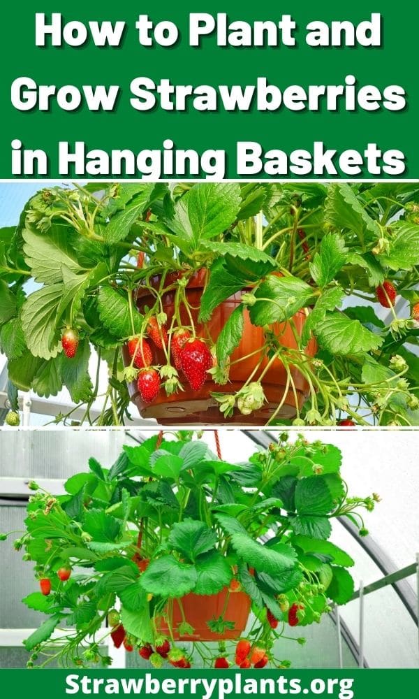 how-to-plant-and-grow-strawberries-in-hanging-baskets