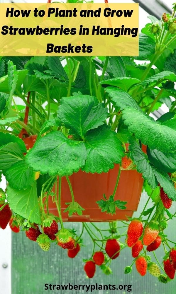 How to Plant and Grow Strawberries in Hanging Baskets