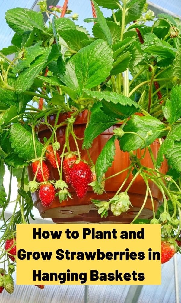 How to Plant and Grow Strawberries in Hanging Baskets