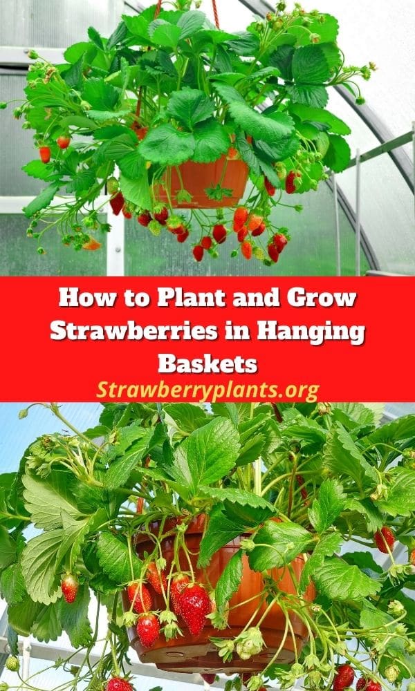 How to Plant and Grow Strawberries in Hanging Baskets