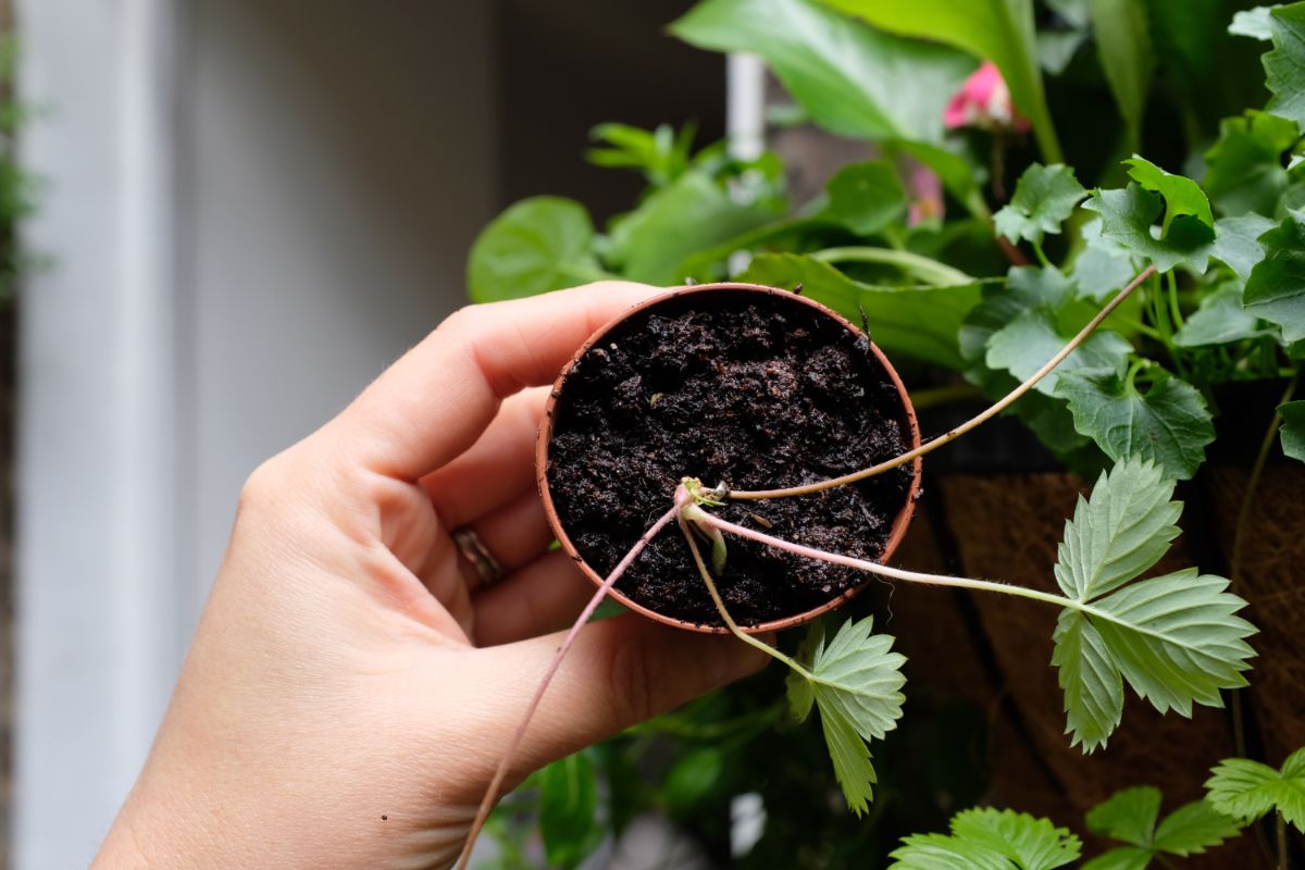 Hand holding pot with small strawberry plant
