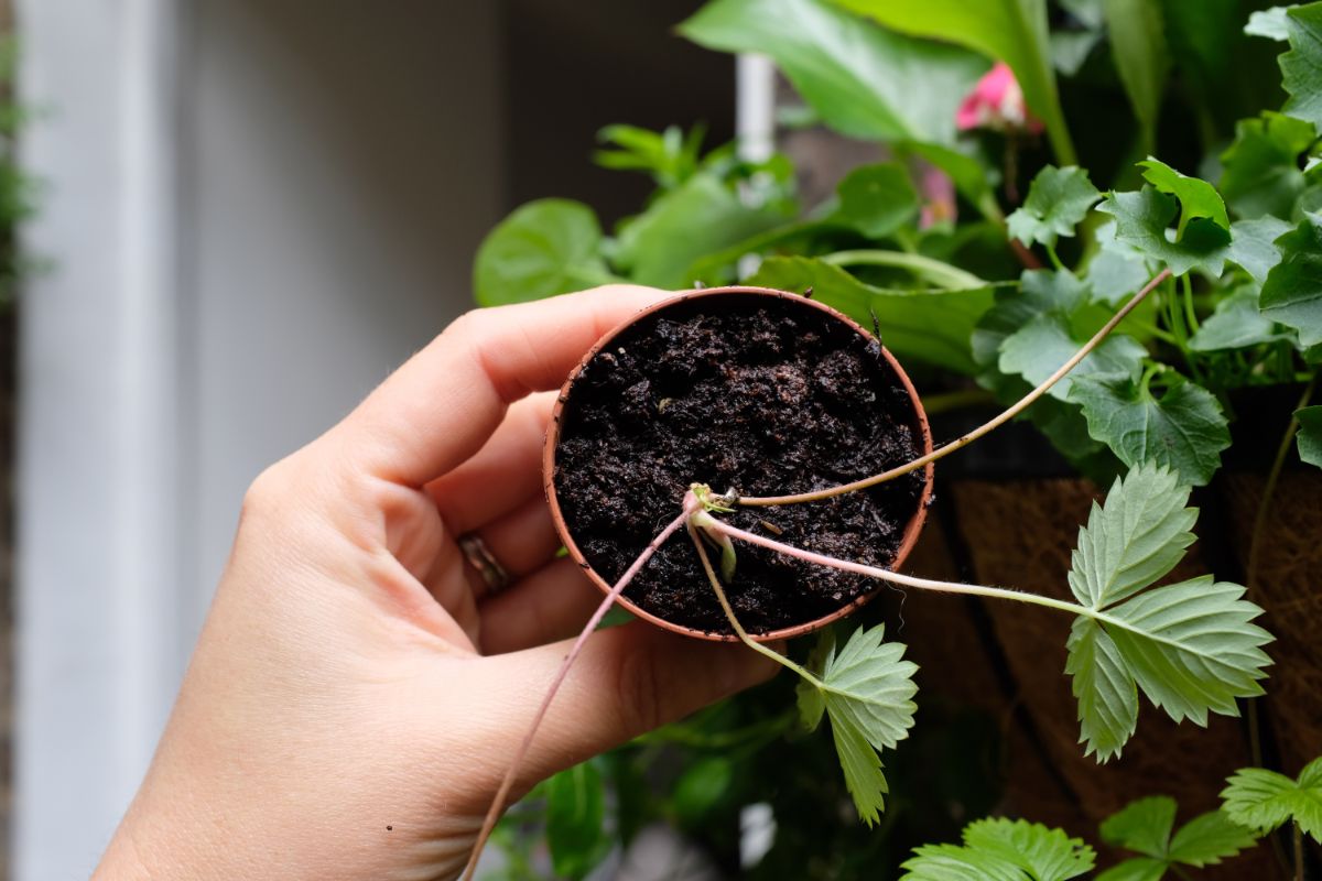 Hand holding small brown pot with strawberry runner in soil