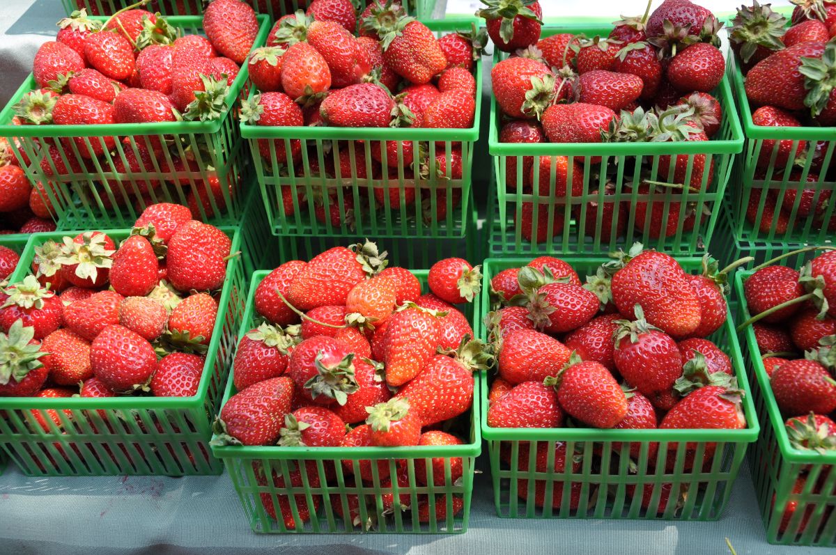 Fruit green boxes full of ripe freshly picked strawberries