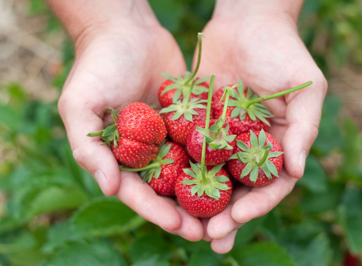 Farmer holding freshly picked ripe strawberries