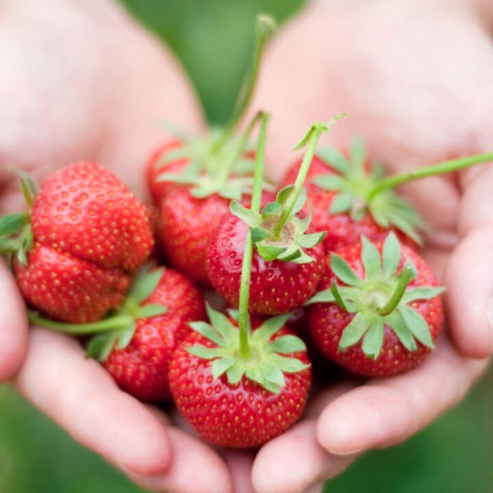 Strawberry Plant Article Archives Strawberry Plants