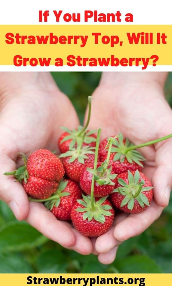 If You Plant a Strawberry Top, Will It Grow a Strawberry?