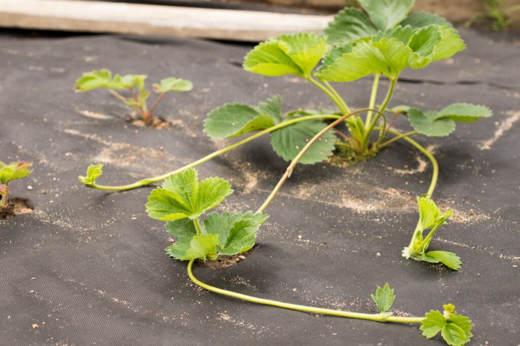 growing strawberry plant stages