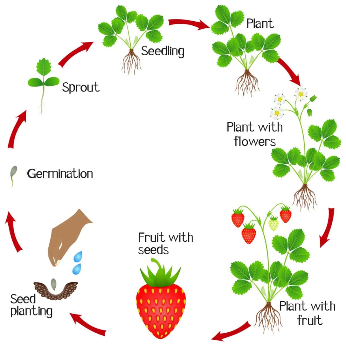 Life Cycle of Strawberry Plants The Definitive Guide (Updated 2022)