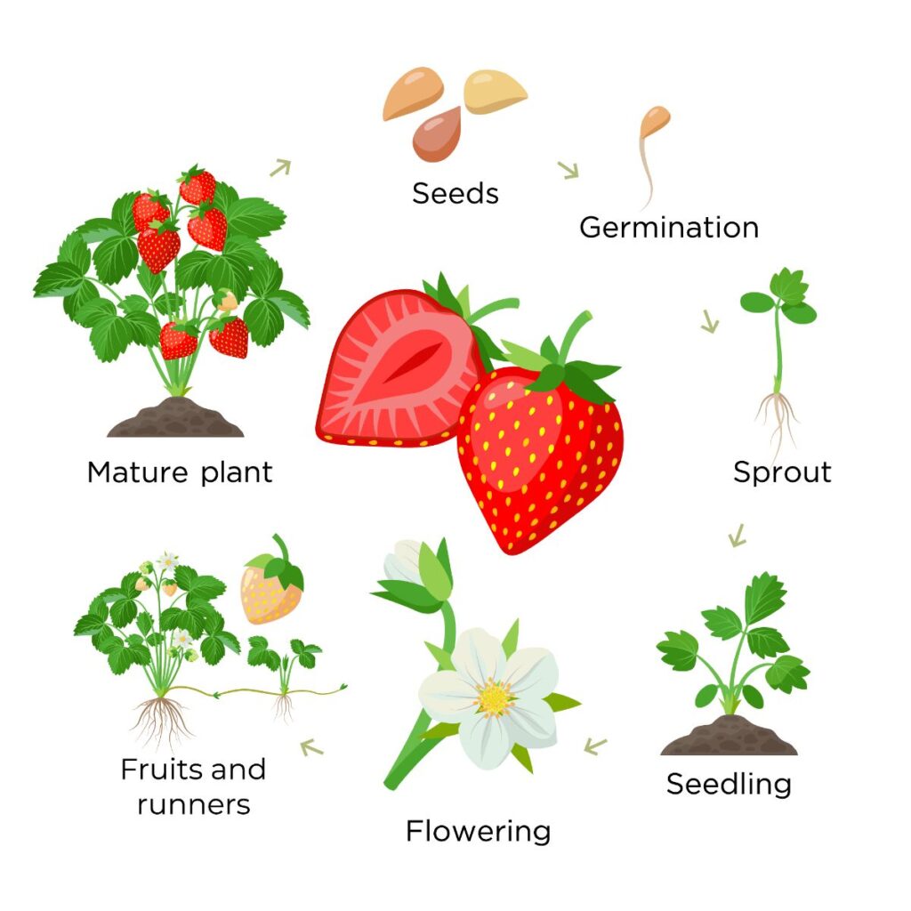 growing strawberry plant stages