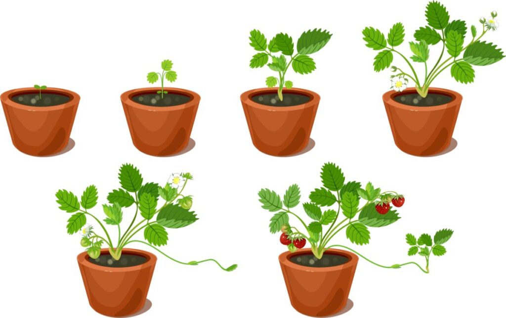 growing strawberry plant stages