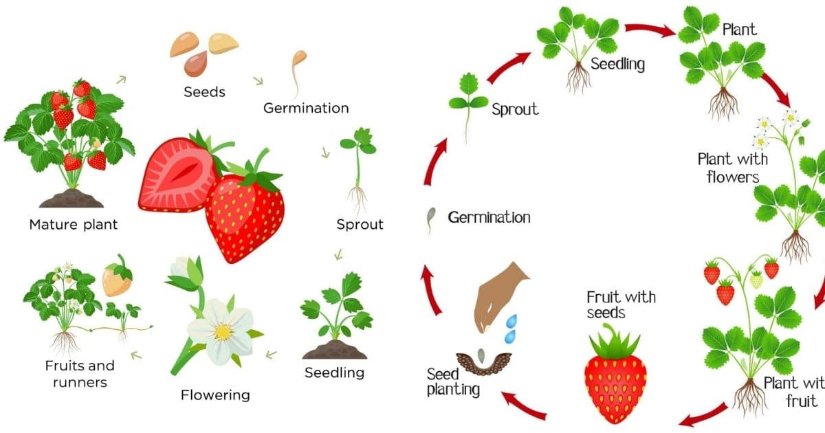 Life Cycle Of Strawberry Plants The Definitive Guide Updated 2022 