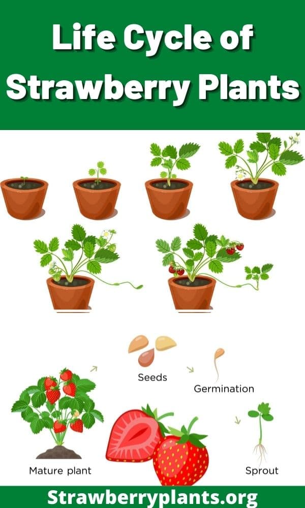 Life Cycle of Strawberry Plants: The Definitive Guide (Updated 2022)