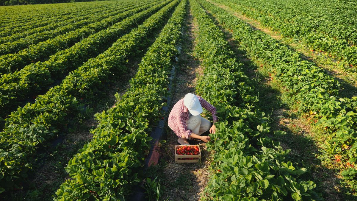 Farmer on strawberry field picking up fruits into wooden crate