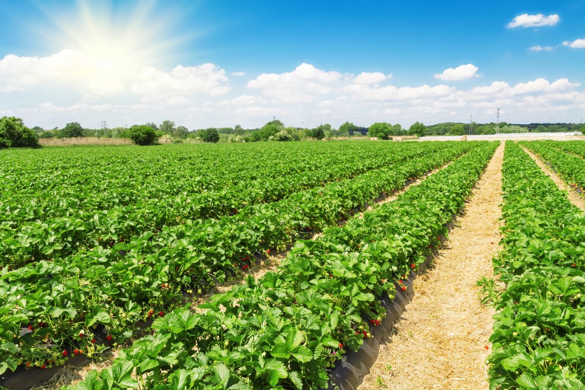 Rows of strawberry plants with fruits in straw mulch on field