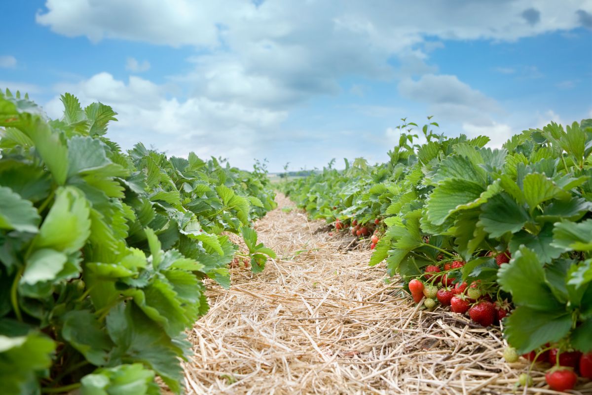 Strawberry plants in row in straw mulch with ripe fruits