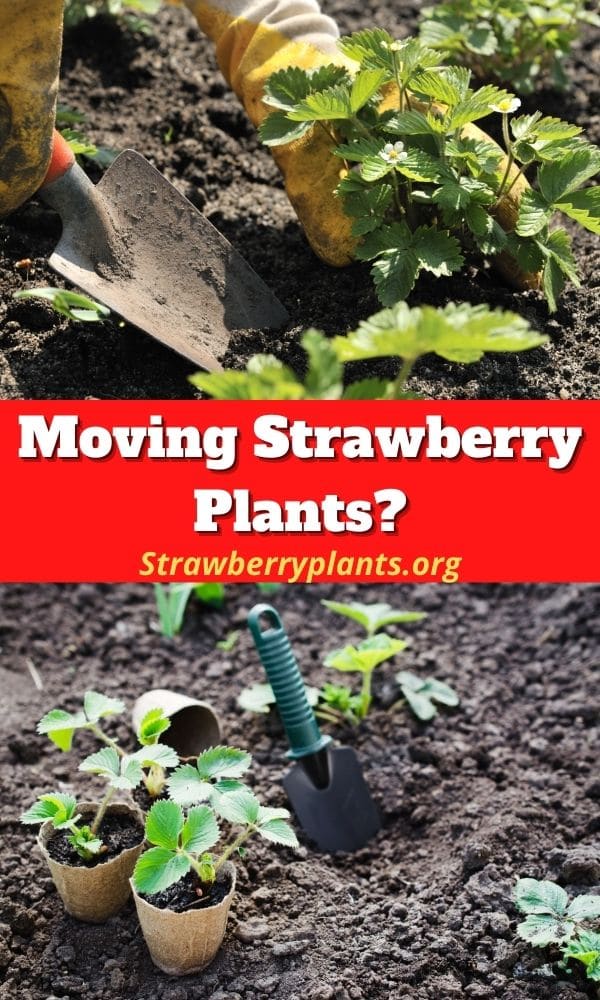 Moving Strawberry Plants? – Strawberry Plants