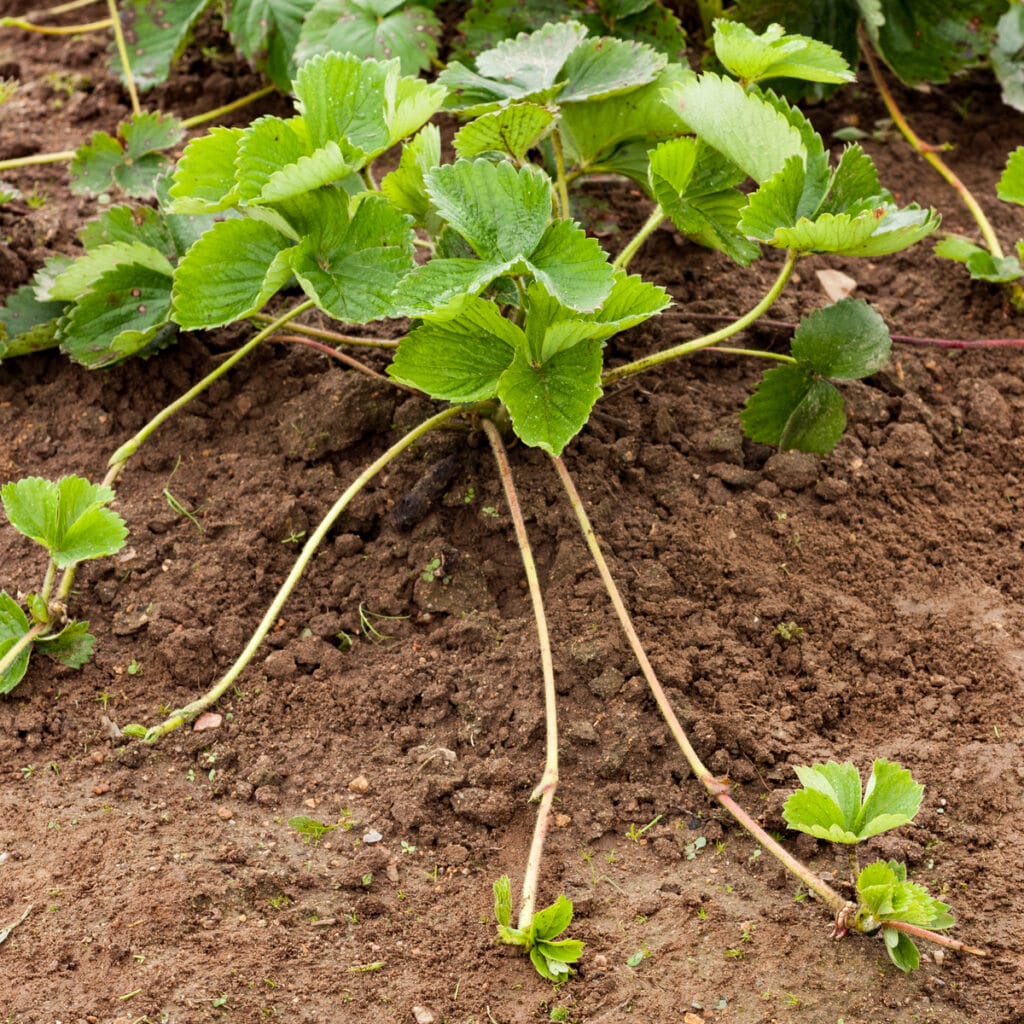 Strawberry Questions & Answers Archives Strawberry Plants