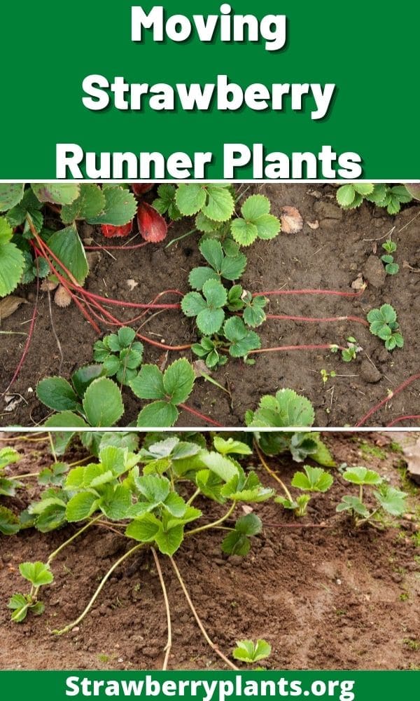 Moving Strawberry Runner Plants – Strawberry Plants