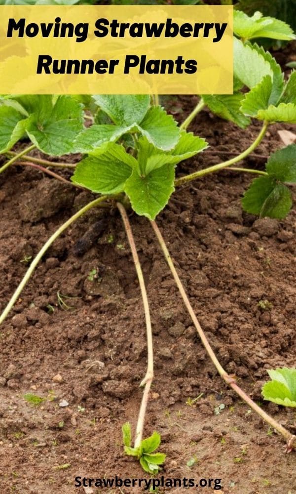 Moving Strawberry Runner Plants – Strawberry Plants