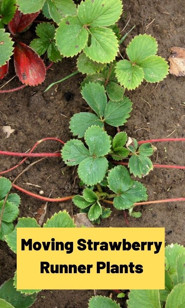 Moving Strawberry Runner Plants – Strawberry Plants