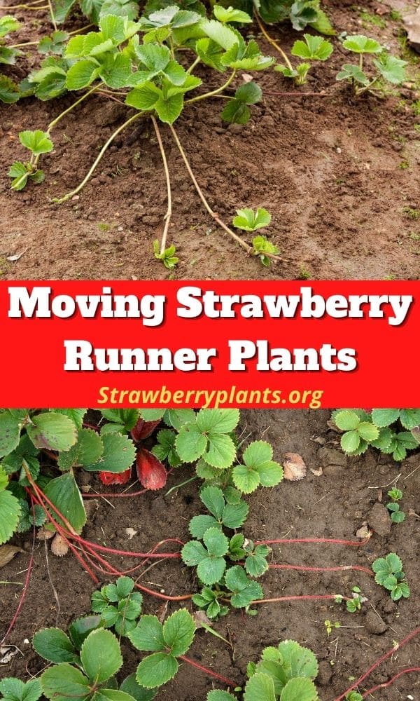 Moving Strawberry Runner Plants – Strawberry Plants