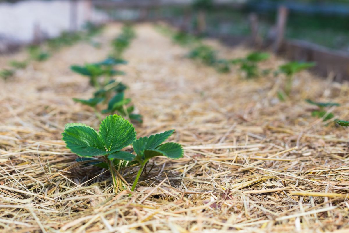 Young strawberry plants in row in straw mulch