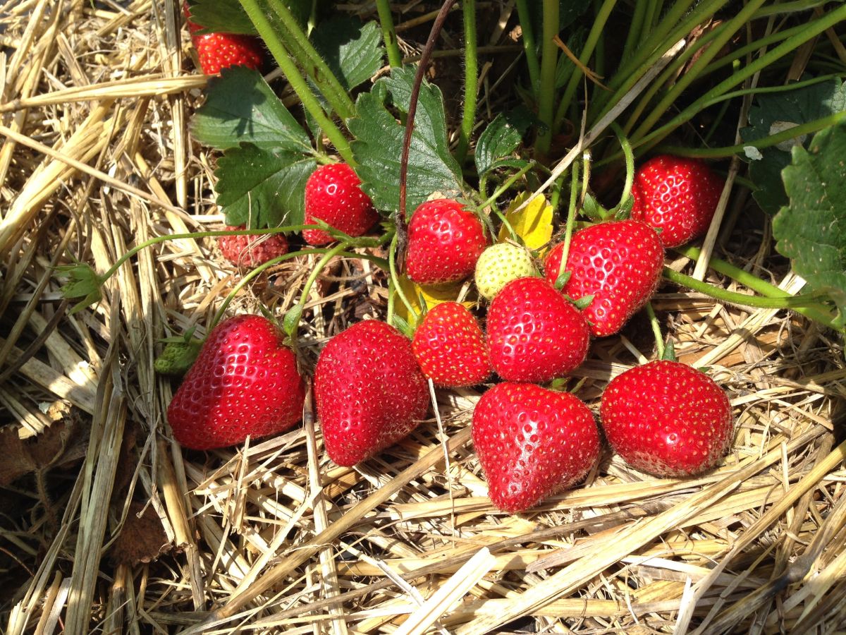 Ripe strawberrries with strawberry plant in straw mulch on sunny day