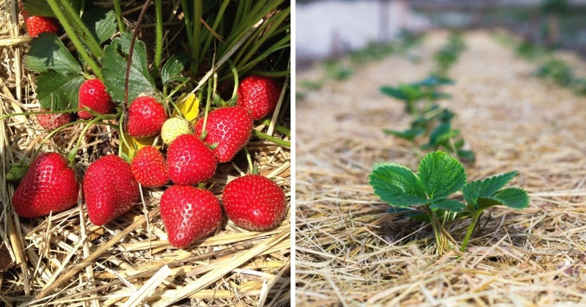 https://strawberryplants.org/wp-content/uploads/Mulch-Strawberry-Plants-fb.jpg