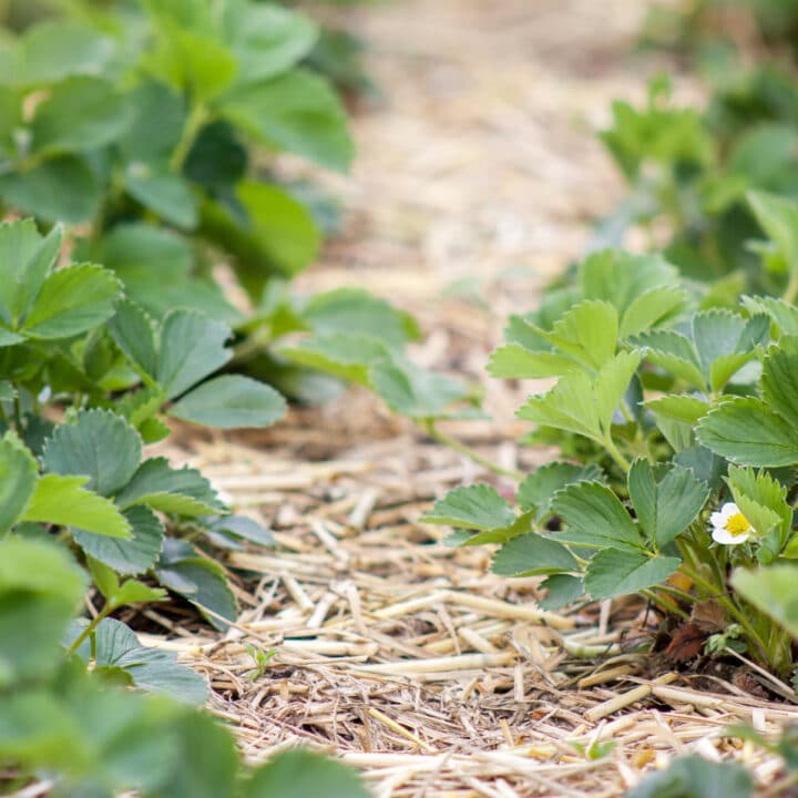 Strawberry Pollination (Guide) – Strawberry Plants