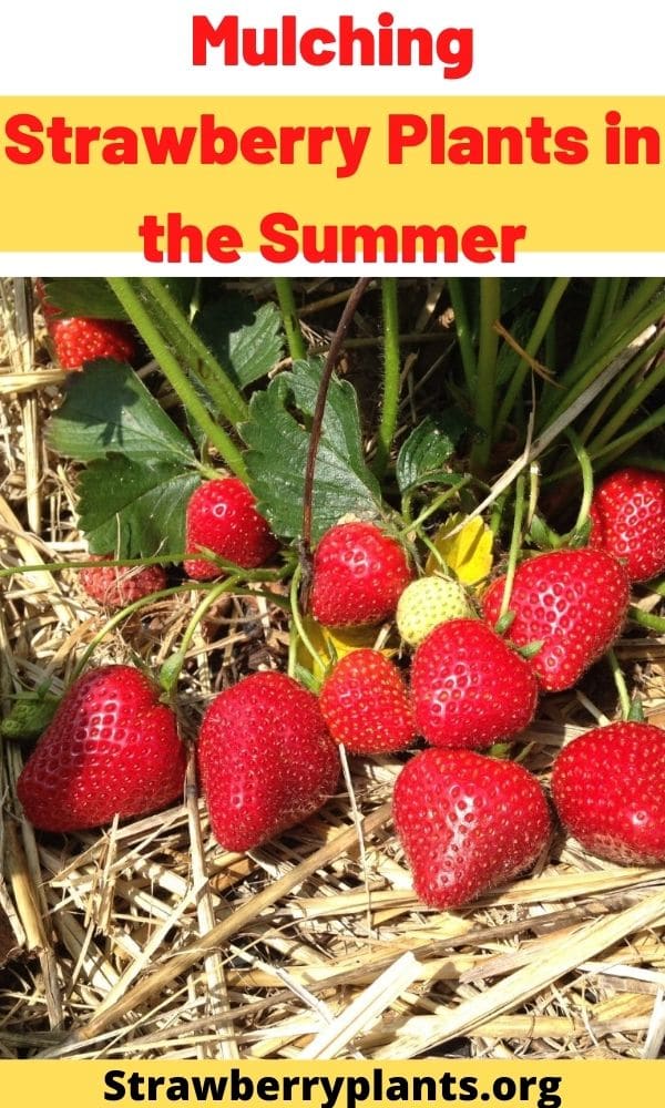 Mulching Strawberry Plants in the Summer Strawberry Plants