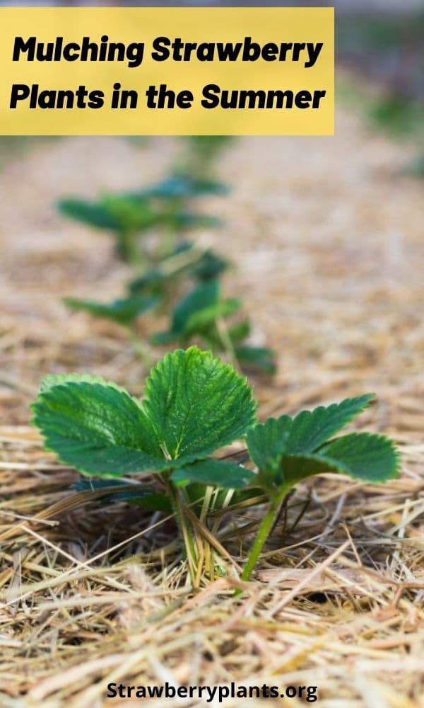 Mulching Strawberry Plants in the Summer Strawberry Plants