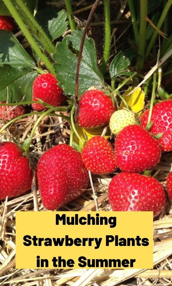 Mulching Strawberry Plants in the Summer Strawberry Plants
