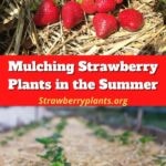 Mulch for strawberries 🍓 🌱 Enhance growth and boost yield