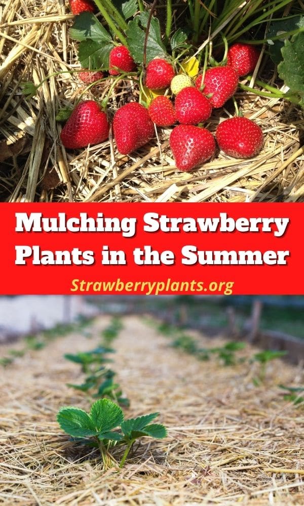 Mulching Strawberry Plants in the Summer Strawberry Plants