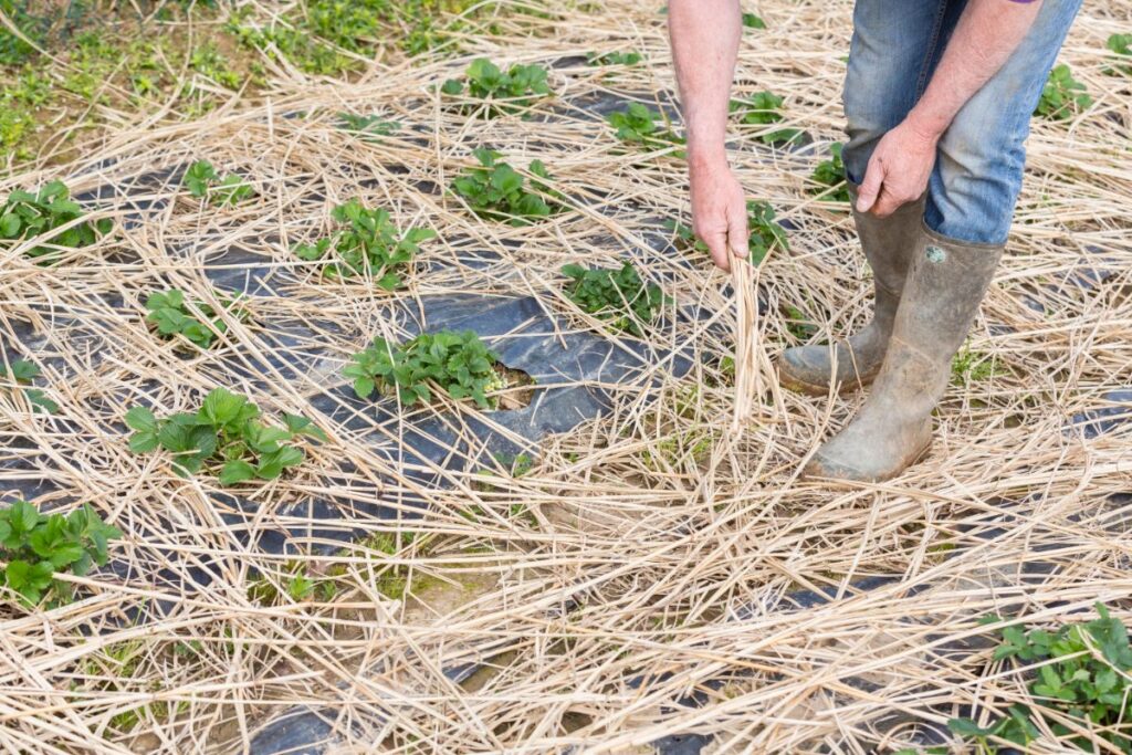 How To Mulch Strawberry Plants For Winter