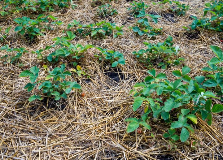 Mulching Strawberry Plants with Straw for Winter