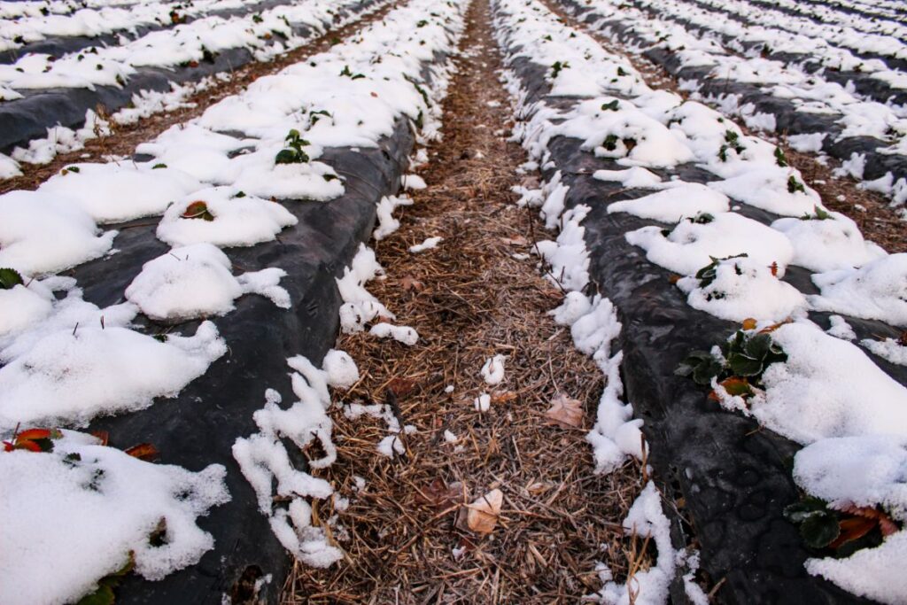 Mulching Strawberry Plants with Straw for Winter