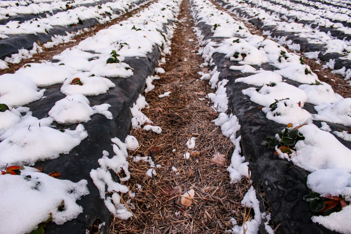 Strawberry field with snow and straw mulch in winter