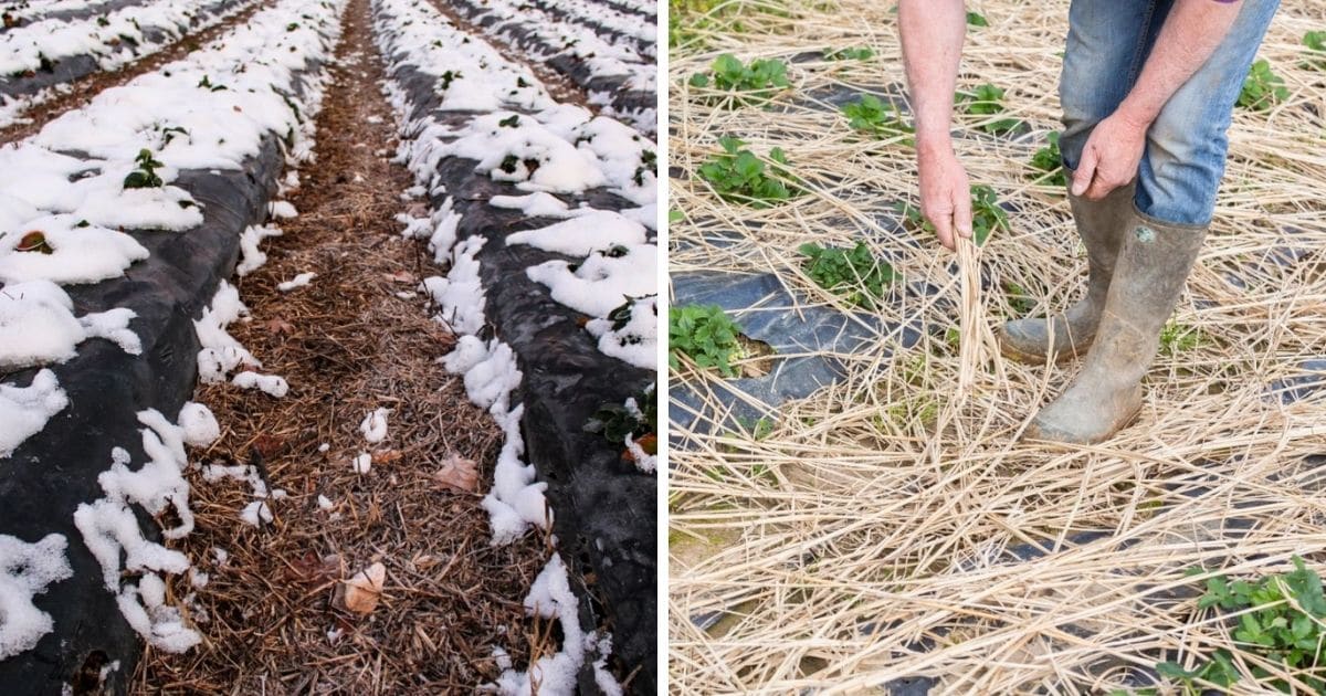 https://strawberryplants.org/wp-content/uploads/Mulching-Strawberry-Plants-with-Straw-for-Winter-fb.jpg