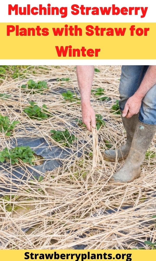 What Can I Use Instead of Straw for Strawberries