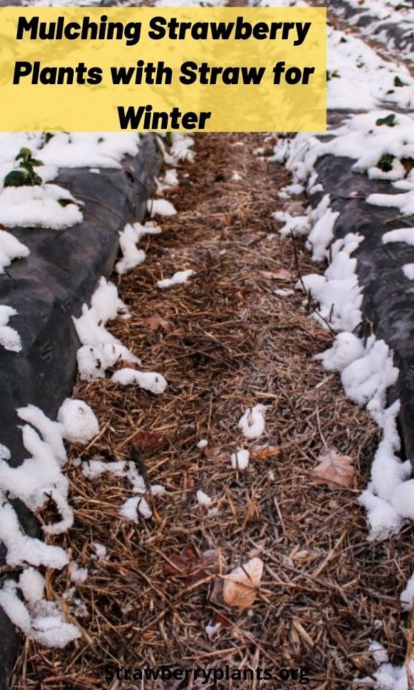 mulching-strawberry-plants-with-straw-for-winter