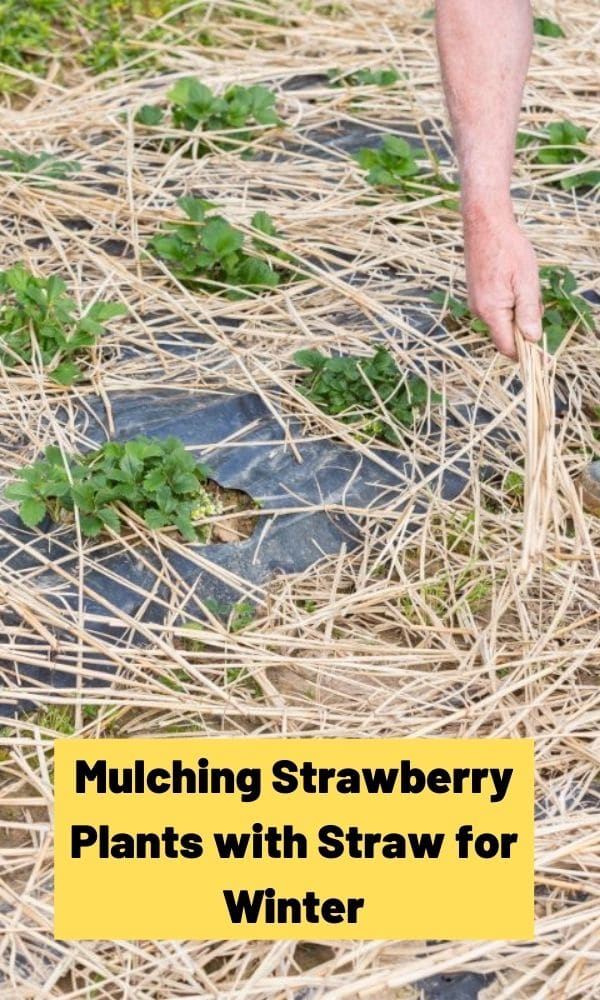 Mulching Strawberry Plants with Straw for Winter