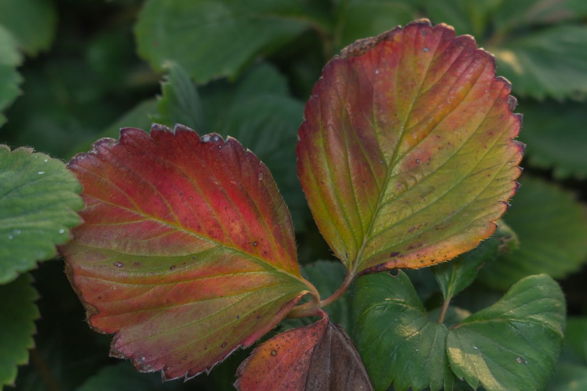 Close shot of colorful strawberry leaves
