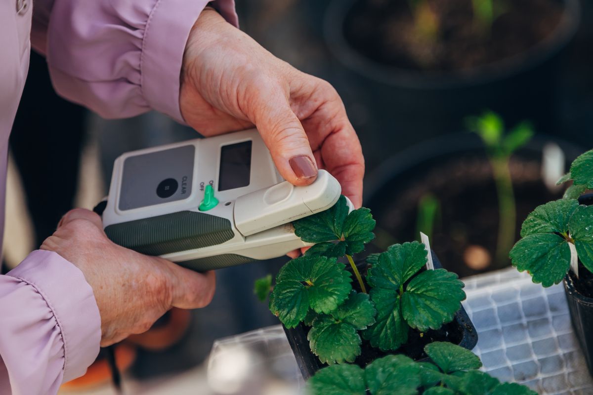 Farmer holding device and measure nitrogen levels on strawberry leaves