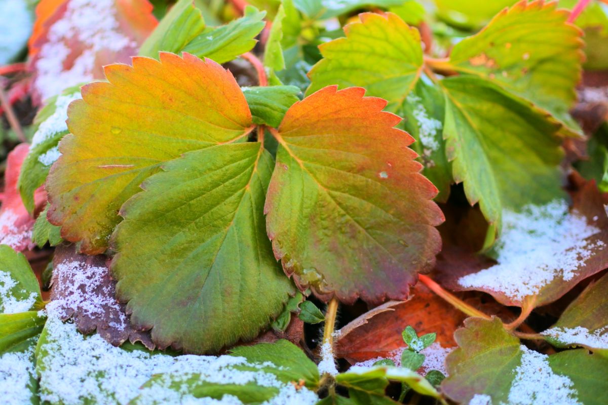 Yellowish strawberry leaves with frosting